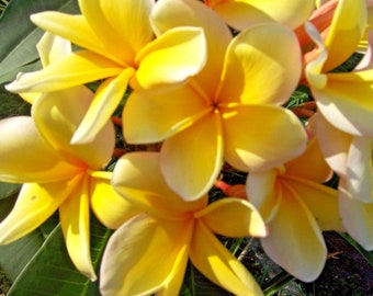 Plumeria - yellow and cream - live cutting - tropical plants