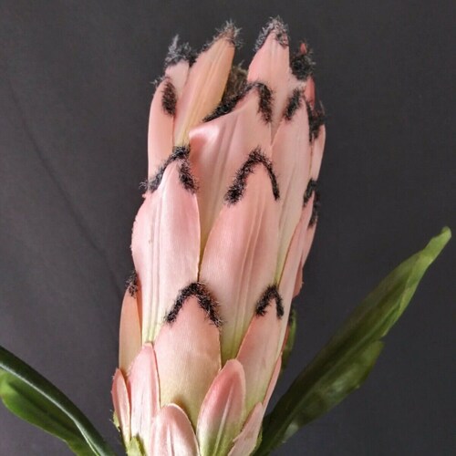 Protea Stems. Hawaiian Flowers. Tropical Flowers With a tinge of pink