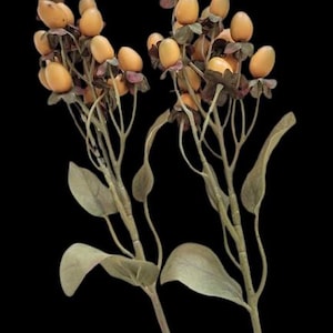 May include: Two sprigs of dried foliage with small, pale yellow berries. The stems are brown and the leaves are a muted green.