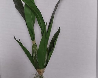 Artificial oncidium orchid leaves