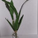 Live Yellow Plumeria (Frangipani) Cutting - Tropical Flowering Plant For Garden