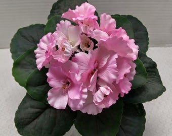 Violeta africana artificial de 8" (ROSA)