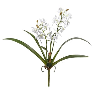 May include: White orchid flower with green leaves. The orchid is a popular choice for home decor and floral arrangements.