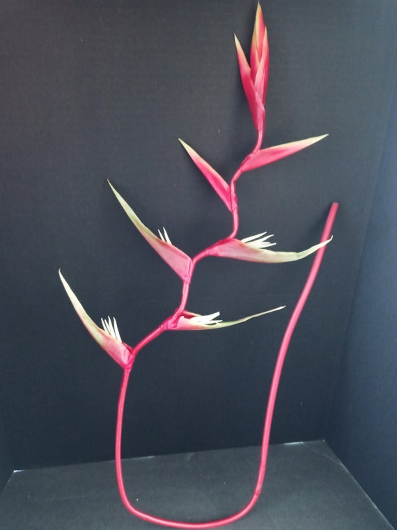 SALE Huge Hanging Lobster Claw Heliconia Tropical Stem. Etsy