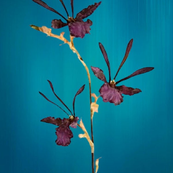 Artificial Zygopetalum orchid stem 254264