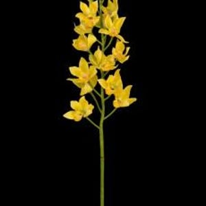 Artificial Dendrobium Orchid stem YELLOW