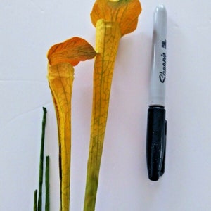 May include: Two yellow pitcher plants with green stems and a black Sharpie marker on a white background. The pitcher plants have a unique shape with a flared top and a long, slender body. The Sharpie marker is used for scale.