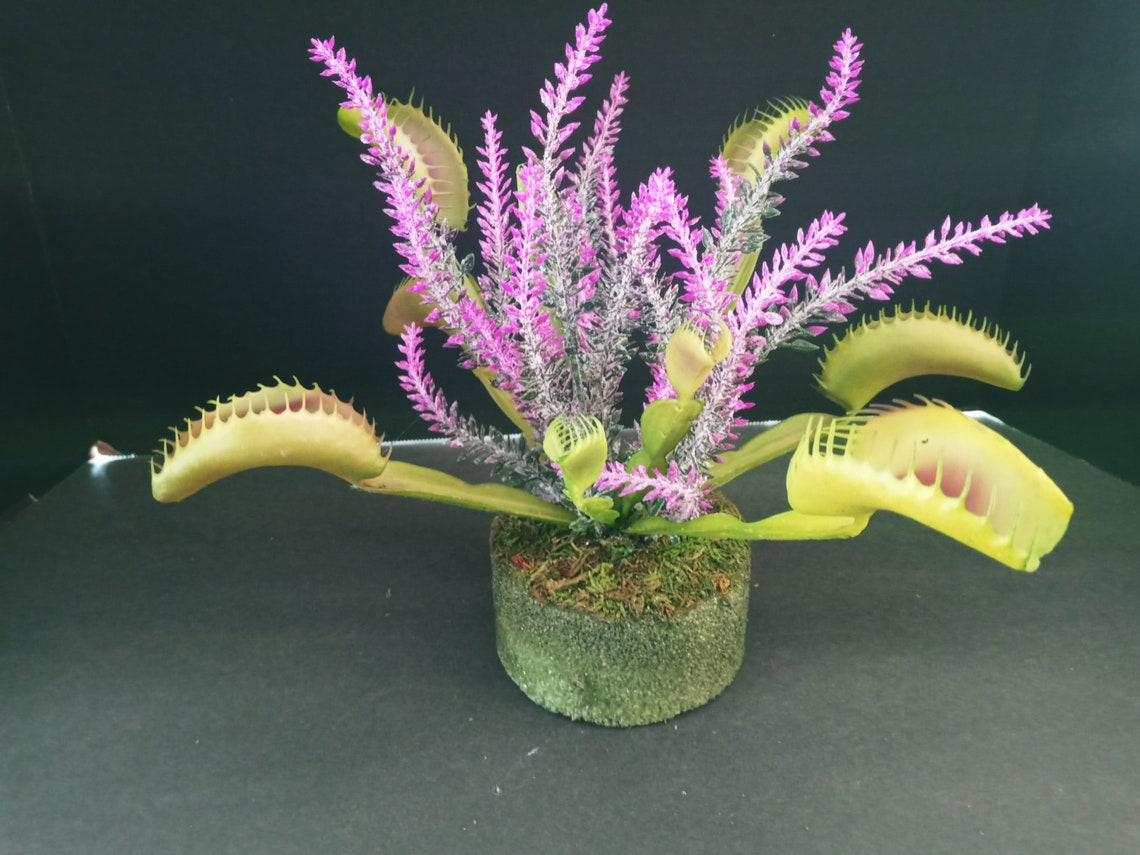 Venus Artificial Fly Trap con un poco de flores de lavanda. Etsy España