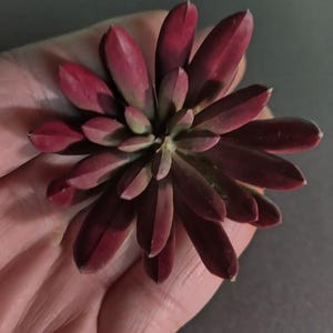 May include: Close-up of a succulent plant with deep burgundy leaves, tinged with green at the base. The plant's leaves are thick and fleshy, arranged in a rosette pattern. The plant is held in a hand against a dark background.
