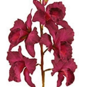 May include: A single stem of artificial pink orchids with multiple blooms. The flowers have a ruffled texture and are arranged in a cluster.