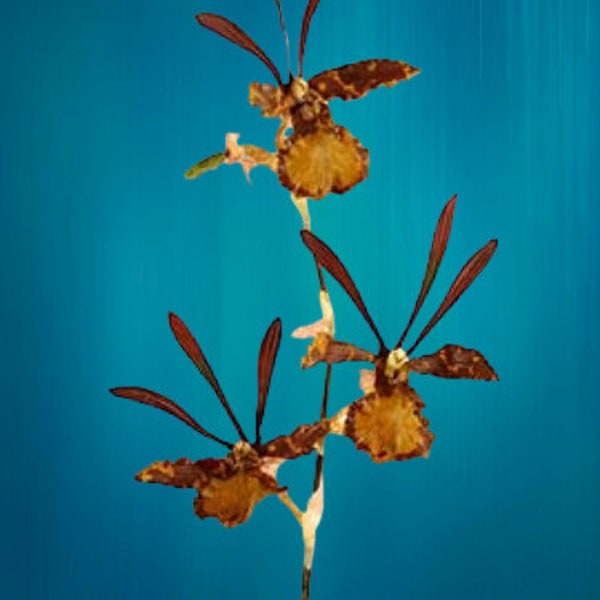 Artificial Zygopetalum orchid stem 254260