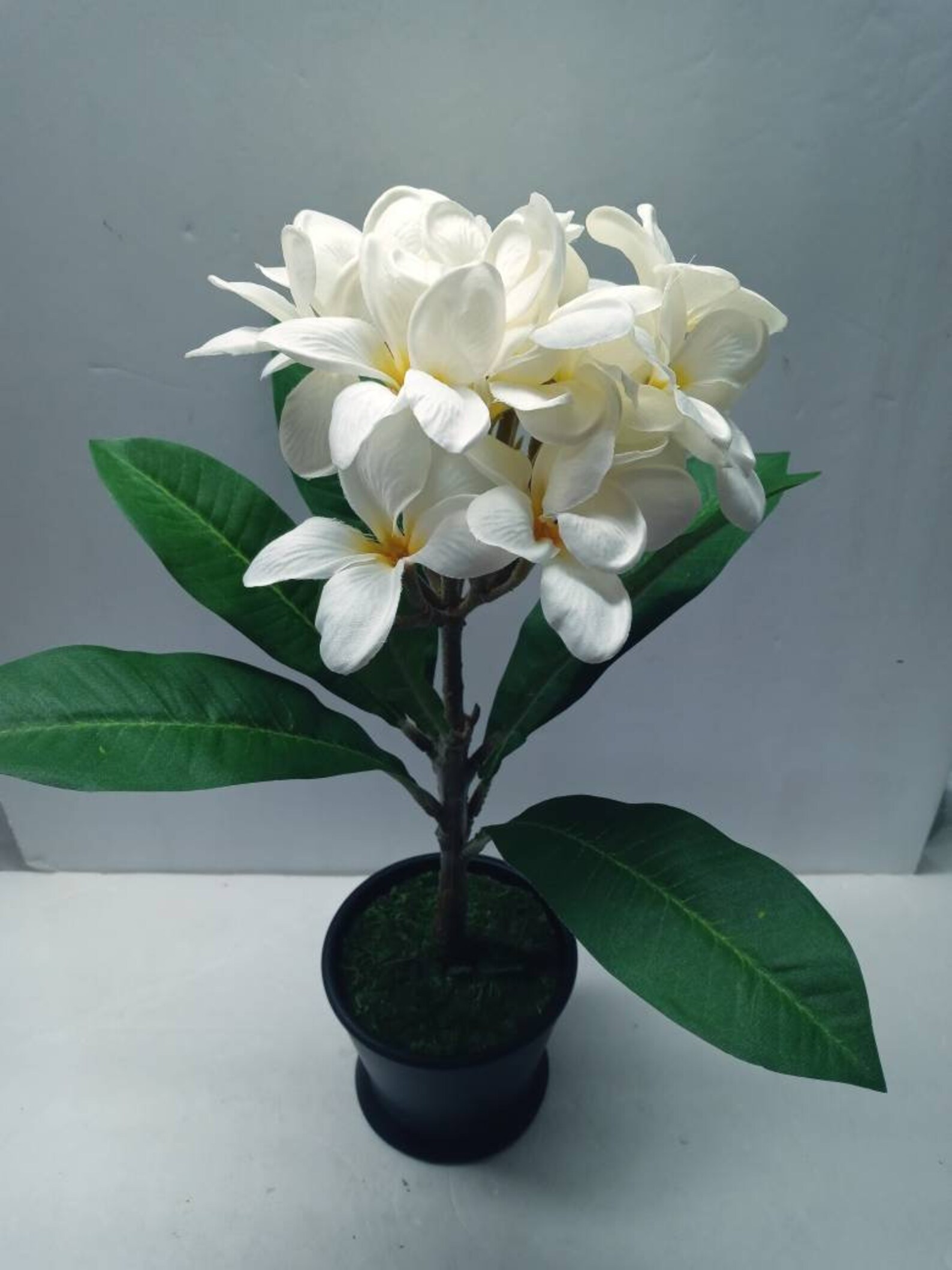 Artificial Plumeria Potted Plant WHITE Etsy