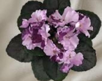 Violeta africana artificial de 8"