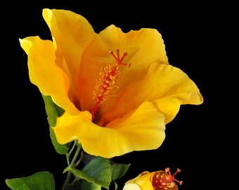 May include: A single yellow hibiscus flower with a red centre and green leaves. The flower is in full bloom and the bud is closed.