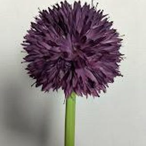 Peut inclure: Gros plan sur une fleur d'ail pourpre unique avec une tête sphérique. La fleur est composée de nombreux petits éléments en forme de pétales. Elle a une longue tige verte droite. Le fond est blanc uni.