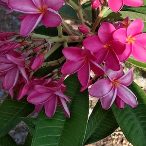 Plumeria - pink/fuchsia - Lebende Steckblume - tropische Pflanzen