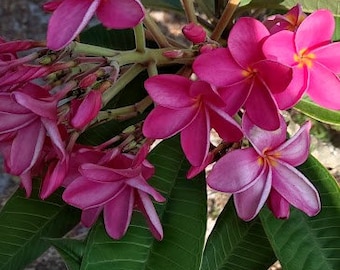 Plumeria -rosa/fucsia- esqueje vivo - plantas tropicales