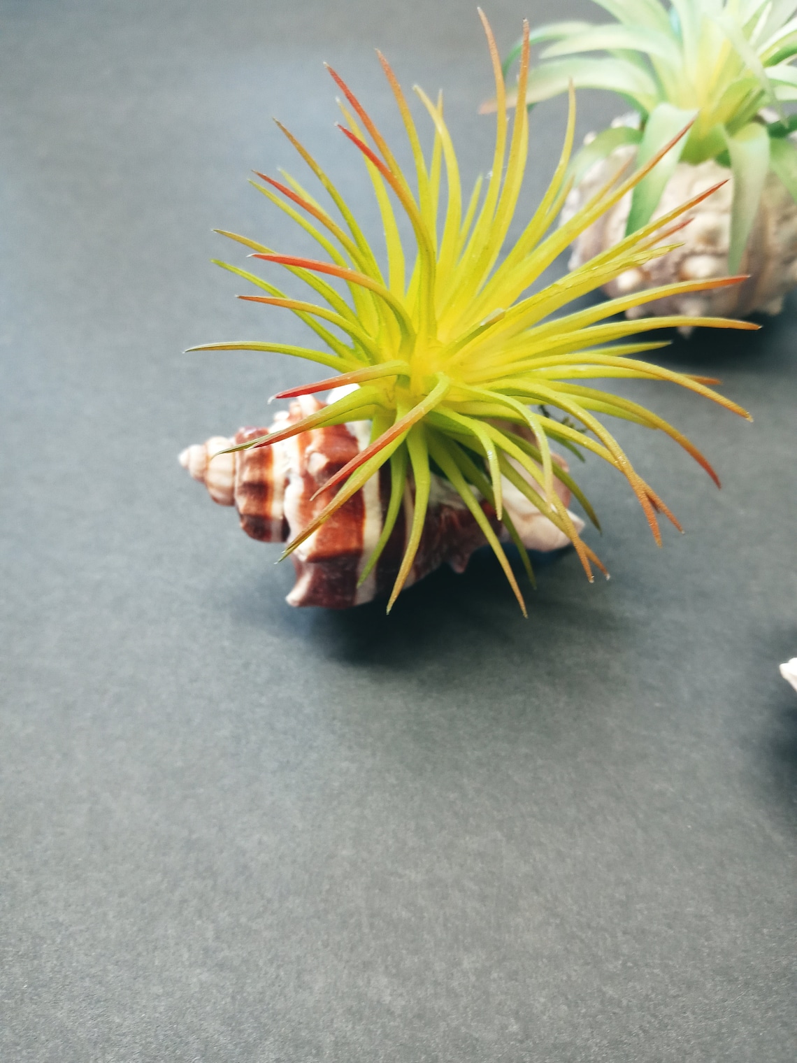FIVE Mini artificial air plants in seashells Etsy