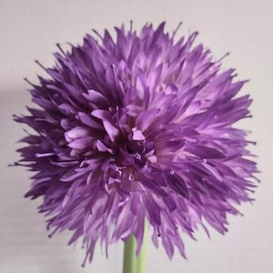 Peut inclure: Gros plan sur une fleur violette de forme ronde avec de nombreuses pétales. La fleur est nette et l'arrière-plan est flou.
