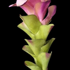 May include: A pink and green flower with multiple layers of petals. The flower is on a green stem.
