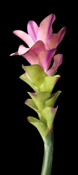 MINI Ginger lily stem. Silk flower floral arrangements tropical Hawaiian flowers PURPLE