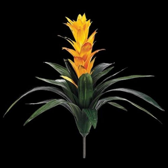 standort glücksfeder Glücksfeder - Zamioculcas zamiifolia main image 0