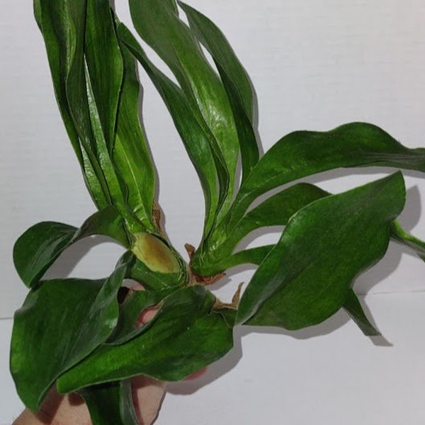 Artificial zygopetalum orchid leaf bush