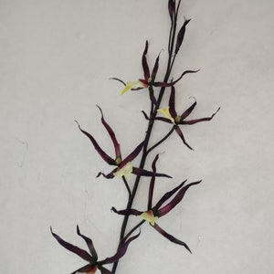 Artificial Oncidium Papilio SP. Spider orchid stem. Silk orchids. EGGPLANT