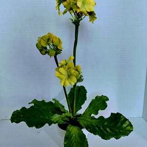 Artificial mini wild geranium plant silk flower arrangements