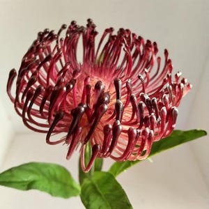 Nålformade protea-stjälkar. Hawaiianska blommor. Tropiska blommor Bourgogne