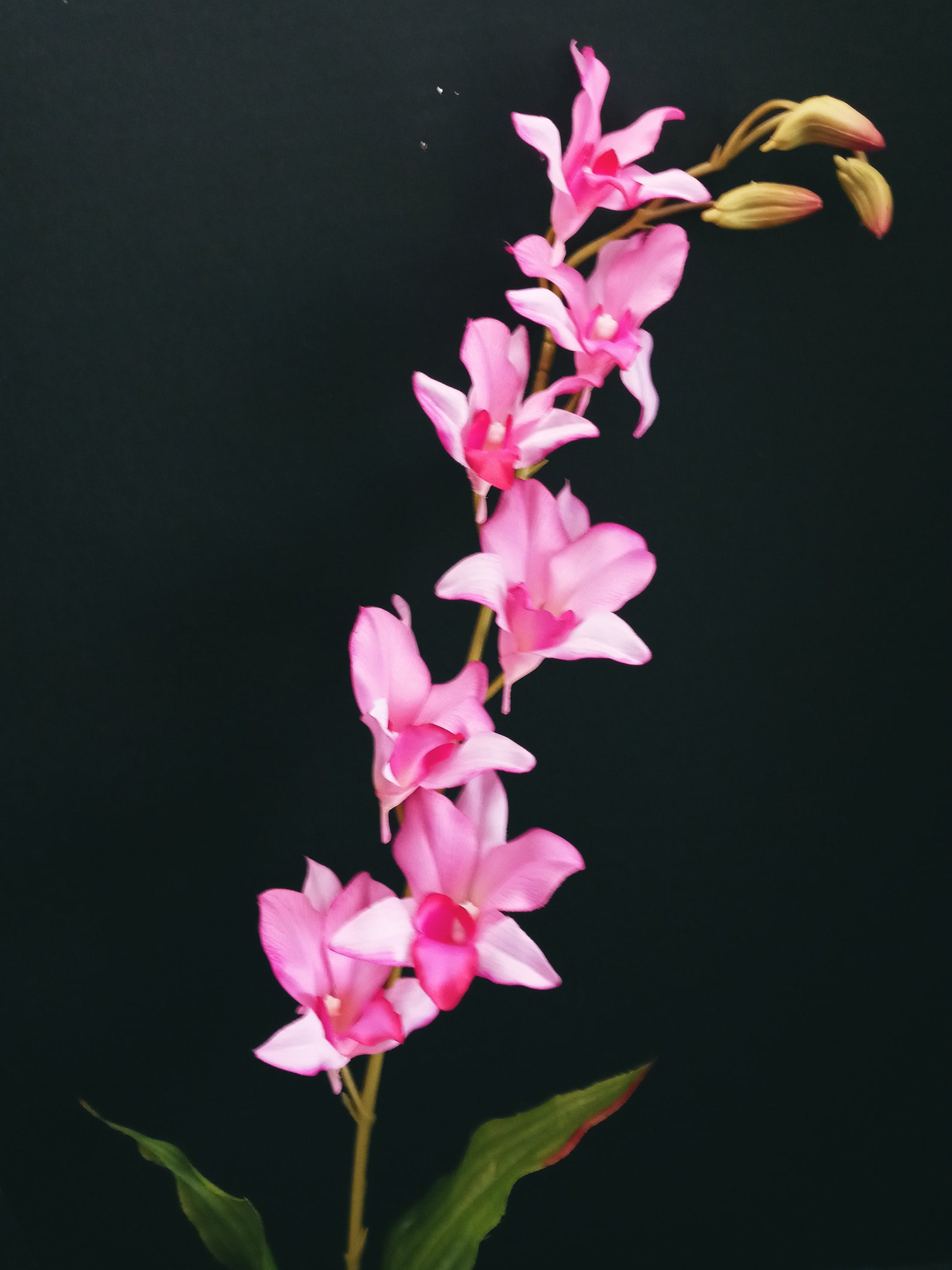 Dendrobium Orchid Stem. Silk Flower Floral Arrangements PK Etsy