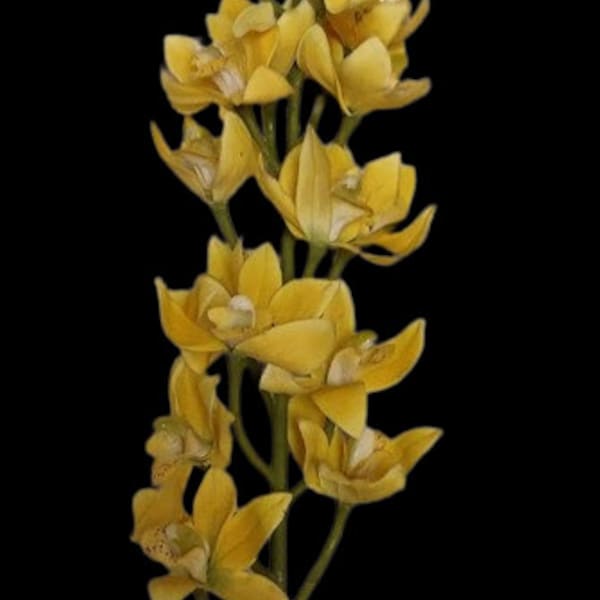 Artificial Dendrobium Orchid stem