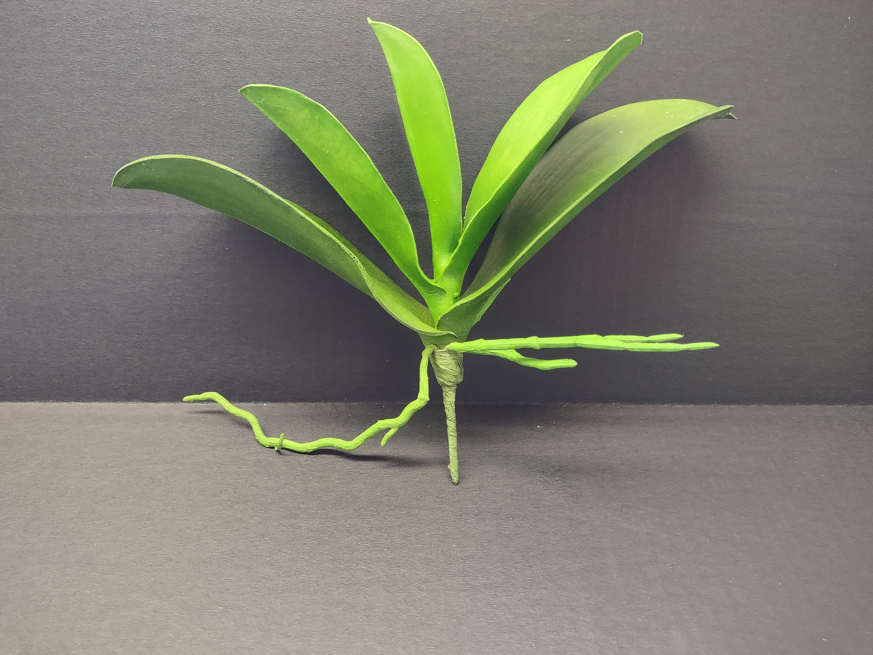 Mon Orchidee Fait Des Racines En Hauteur 10 Phalaenopsis Orchidée Feuilles avec racines - Etsy France