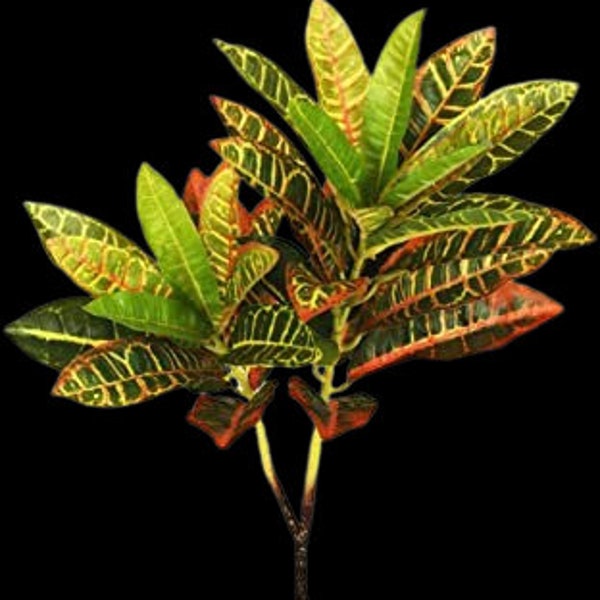 Artificial Croton bush. Silk Flower Floral Arrangements