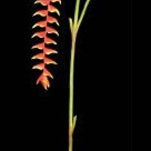 Artificial Hanging Lobster Claw Heliconia tropical stem.