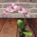 see more listings in the Silk Orchid Plants  section