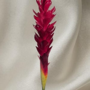 Ginger lily stem tropical Hawaiian flowers RED