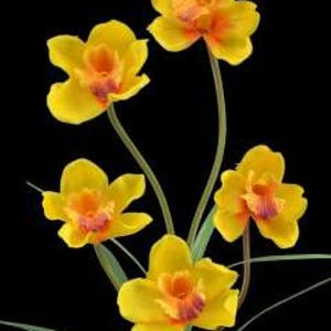 Artificial Cymbidium Orchid Stems