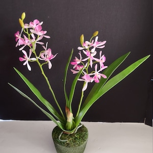 May include: A pink orchid plant with green leaves in a moss-covered pot. The orchid has multiple blooms and is a popular choice for home decor.