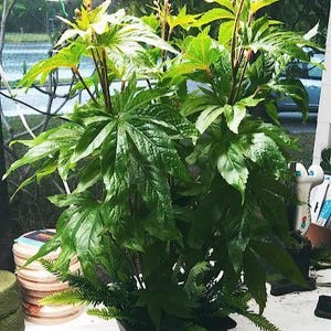 May include: A potted plant featuring tall, glossy, dark green, deeply lobed leaves with bright lime-green new growth at the top. The plant is housed in a simple, matte black, square-shaped container, with small fern-like foliage at the base.
