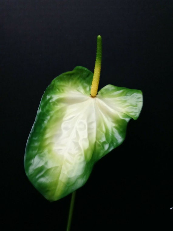 27 Artificial Anthurium Stem. CREAM GREEN Etsy