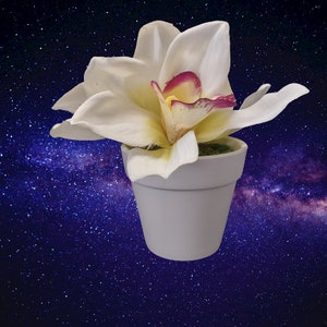 Cymbidium orchid table favor or decoration