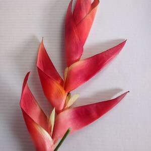 37&quot; Heliconia stem ORANGE