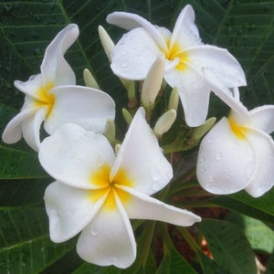 Plumeria - White - live cutting - tropical plants