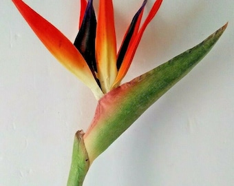 Puede incluir: Una sola flor de ave del paraíso naranja, amarilla y azul con un tallo verde.