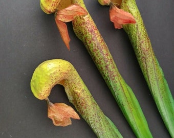 19" ARTIFICIAL Darlingtonia californica - Cobra Lily Pitcher Plant Stems  THREE stems