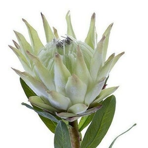 Protea Stems. Hawaiian Flowers. Tropical Flowers  MINT
