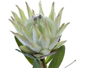 Protea Stems. Hawaiian Flowers. Tropical Flowers  MINT