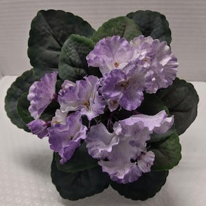 20 cm KONSTGJORD afrikansk viol (LILA RÖK)