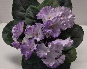 Violeta africana artificial de 8" (humo morado)